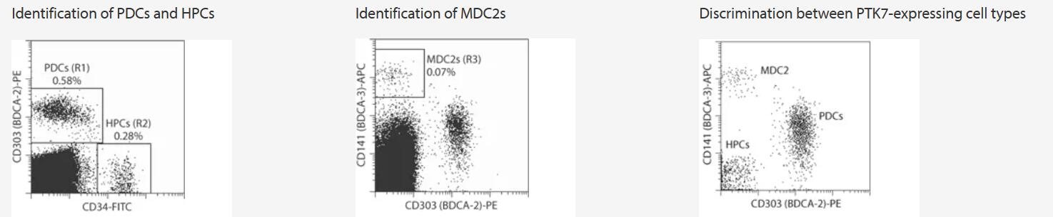 Isolation of PTK7 (CCK-4)+ cells from PBMCs using the Anti-PTK7 (CCK-4) MicroBead Kit and a MiniMACS Separator with MS Columns. Aliquots are fluorescently stained (A) before and (B) after magnetic separation with CD34-FITC, CD303 (BDCA-2)-PE and CD141 (BDCA-3)-APC for identification of hematopoietic stem cells (HPCs), plasmacytoid dendritic cells (PDCs), and type-2 myeloid dendritic cells (MDC2), respectively. Before and after separation, cells were gated on R1 (PDCs), R2 (HPCs), and R3 (MDC2s). Due to specific expression of CD303 (BDCA-2), CD141 (BDCA-3), and CD34 there is no overlap between the different PTK7-expressing cell types, and PDCs, HPCs, and MDC2s are clearly discriminated.